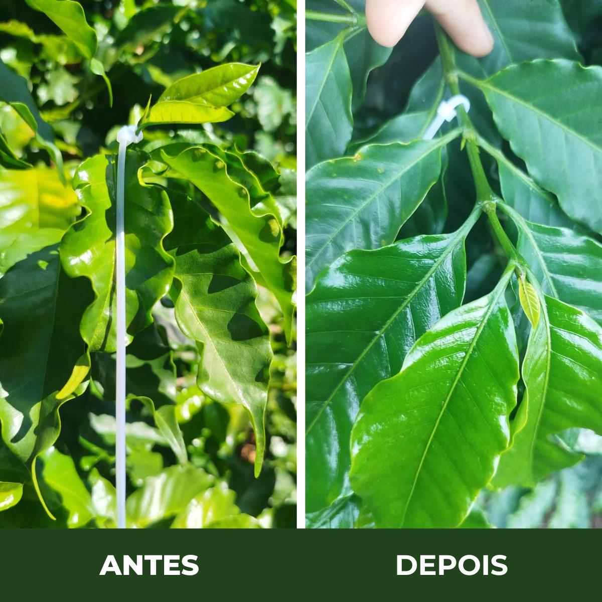 Comparação antes e depois do crescimento das folhas do cafeeiro