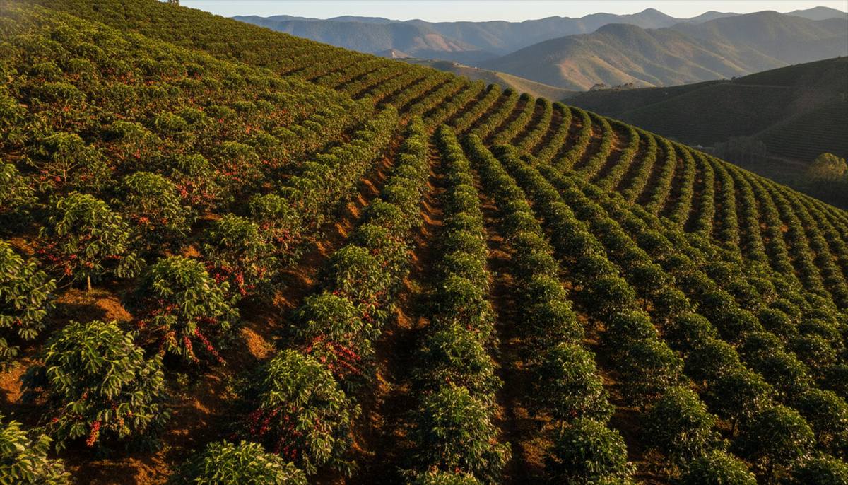 Lavoura de café em encosta no Sul de Minas com ruas em nível para colheita