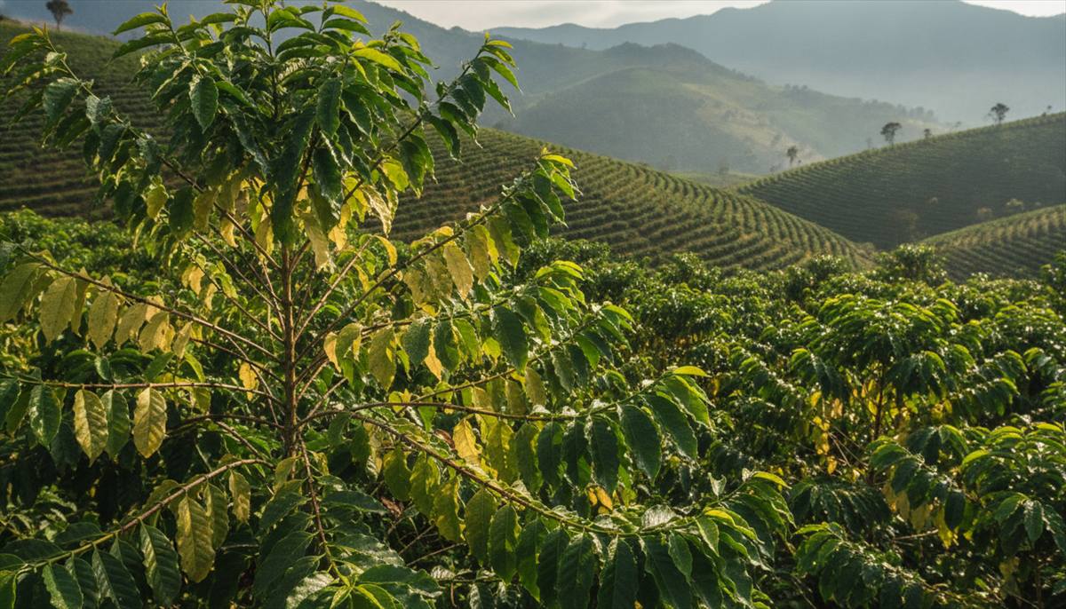 Folhas de café numa lavoura de montanha do Sul de Minas, vistas de perto no ramo